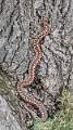 No 17 - Female Adder Climbing Tree